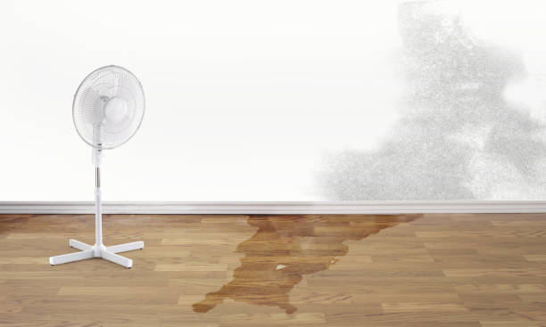 Best 24-hour water damage restoration  in Zephyrhills North, FL